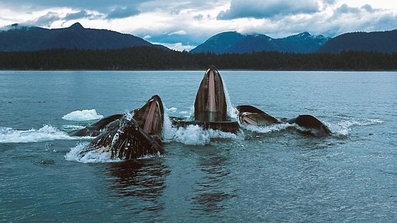 Wale bei der Jagd