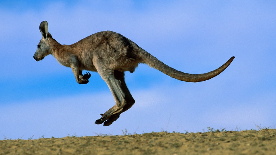 Why did Australia’s marsupials not make it to mainland Asia?
