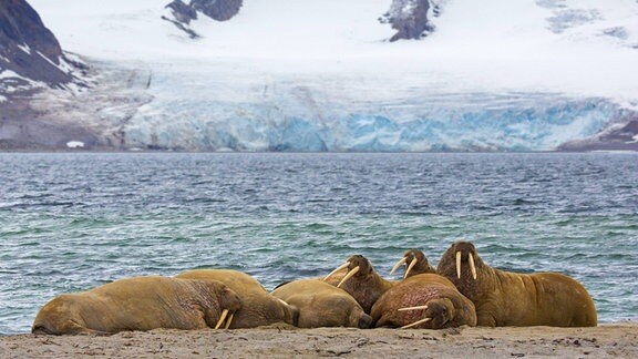 eine Gruppe Walrosse liegt am Strand. im Hintergrundsieht man Eisberge