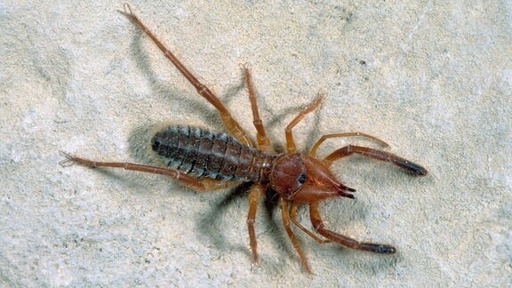 Eine Walzenspinne