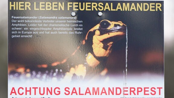 Warnschild Salamanderpest