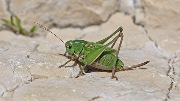 Warzenbeißer (Decticus verrucivorus)