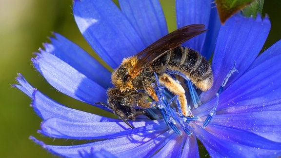 Sechsbindige Furchenbiene auf Blüte einer Wegwarte