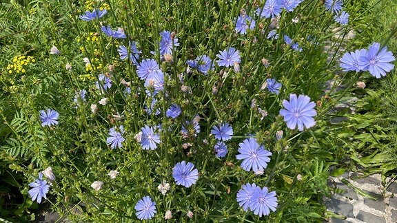 Wegwarte ist eine Wild- und Heilpflanze mit blauen Blüten. 