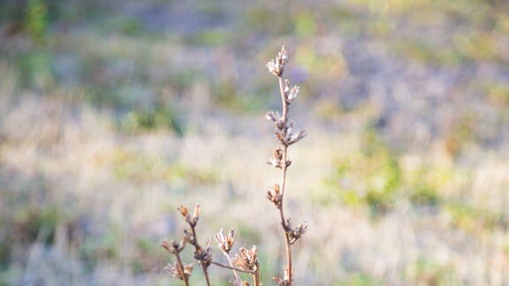 Gemeine Wegwarte (Cichorium intybus),