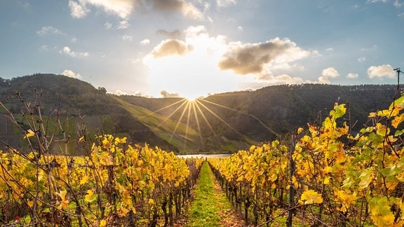Landschaftsbild mit Sonne und Weinreben