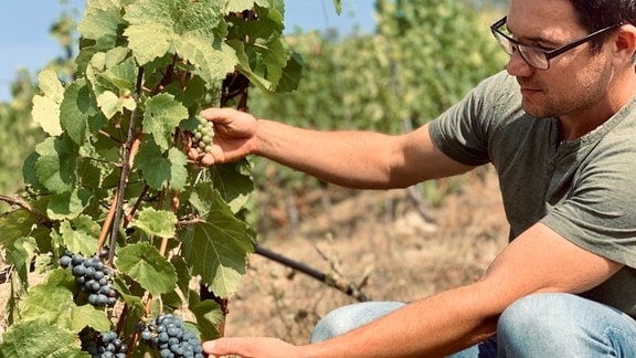 Junger Mann mit Brille und Drei-Tage-Bart an Rebstock mit reifer roter Traube und unreifer grüner übereinander