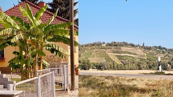 Große Banenstaude in Vorgarten und Weinberg in trockener, sonniger Umgebung