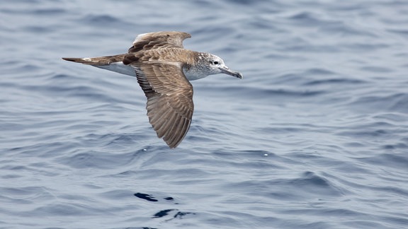 Möwen-ähnlicher Seevogel gleitet stromlinienförmig mit ausgebreiteten Flügeln und langem dünnen Schnabel über Meeresoberfläche. Vogeloberseite braun, Unterseite weiß.