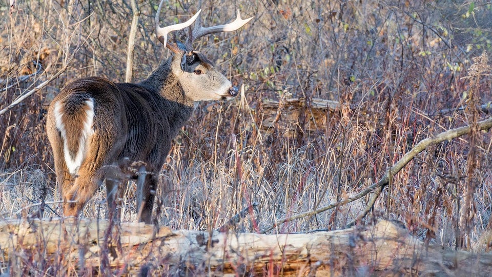 The virus evolves rapidly in white-tailed deer