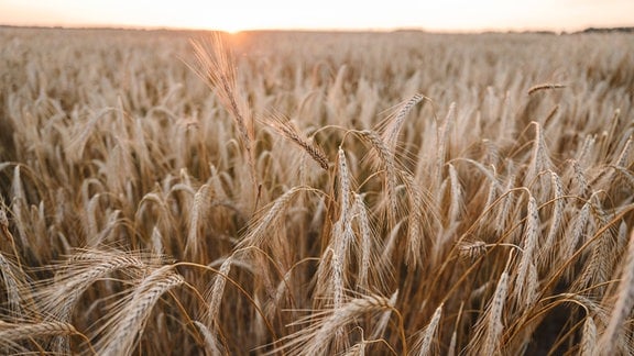 Weizenfeld mit trockenen, goldgelben, teils gebogenen Ähren, bis zum Horizont, untergehende Sonne steht knapp über Feld