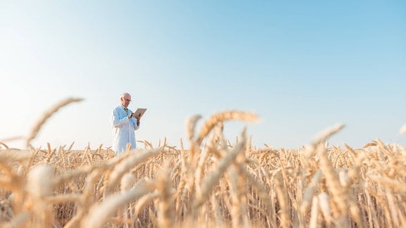 Forscher im typischen weißen Kittel steht bei sonnigem Wetter inmitten eines Weizenfelds, Ähren im Vordergrund unscharf