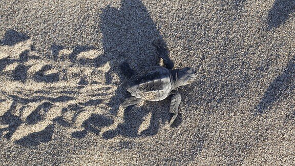 Unechte Karettschildkröte (Caretta caretta), frisch geschlüpftes Jungtier läuft im Sand zum Meer, hinterlässt eine Spur.