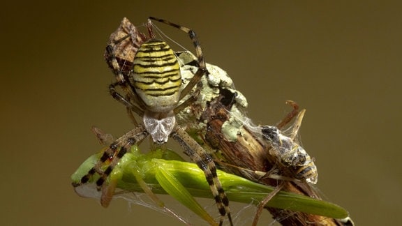 Eine gelb-schwarze Spinne umwickelt ein grünes Insekt