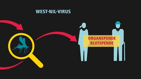 West-Nil-Viren zirkulieren vor allem zwischen Vögeln und Mücken, werden aber gelegentlich auch auf Menschen übertragen.