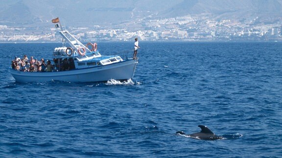 Touristen auf einem Boot beim Wale beobachten.