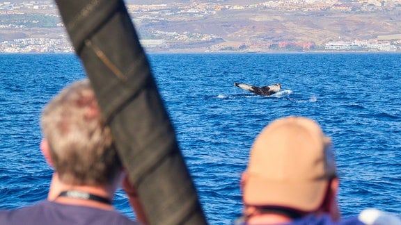 Touristen auf einem Boot beim Wale beobachten.