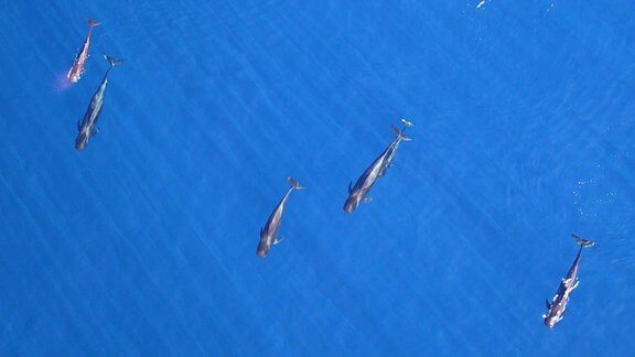 Drohnenbild einer Gruppe Kurzflossen-Grindwale, die sich vor der Küste Teneriffas ausruhen.