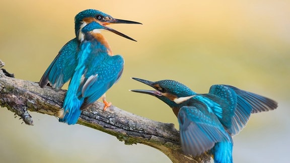 Zwei Eisvögel af Ast mit sehr unscharfem Hintegrund: Kleine vögel mit blau-glänzendem Federkleid, exotische Anmutung, streitende/diskutierende Position mit offenen Schnäbeln und teilweise geöffneten Flügeln.