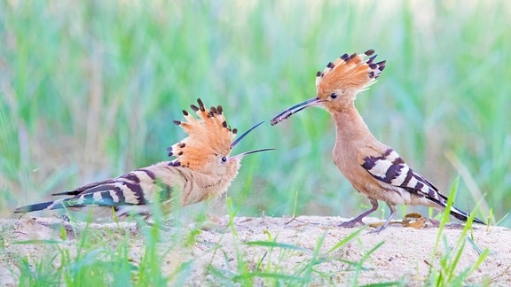 Zwei Wiedehopfvögel mit Gras, teilweise unscharf. Vögel mit hellem, brauen Federkleid sowie gestreiften Flügeln, langen dünnen Schnäbeln und aufstellten Federn am Kopf.