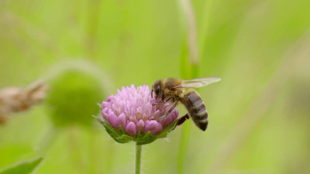 Weltbienentag Keine Biene Ersetzt Die Andere Mdr De