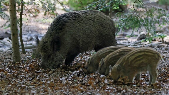 Wildschwein (Sus scrofa), mit Frischlingen
