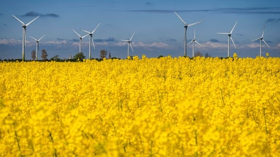 Rapsfeld vor Windpark