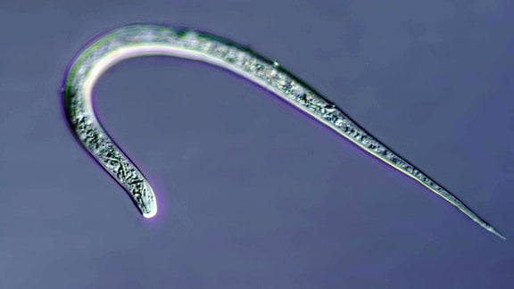 Fadenwurm, Nematode, Lichtmikroskopische Aufnahme