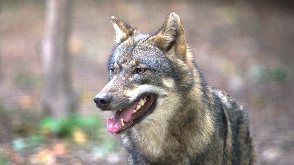 Ein Wolf