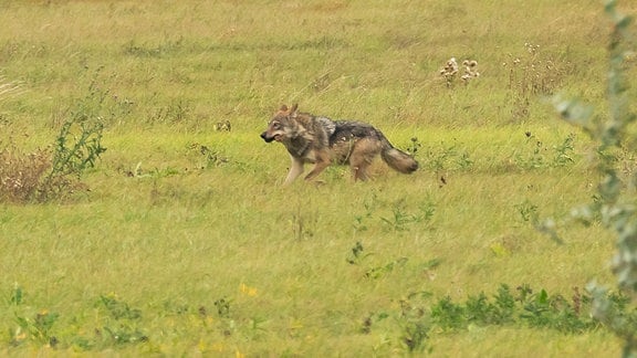 Ein frei lebender Wolf (Canis lupus) läuft am hellichten Tag ueber eine Wiese nahe der Elbe.