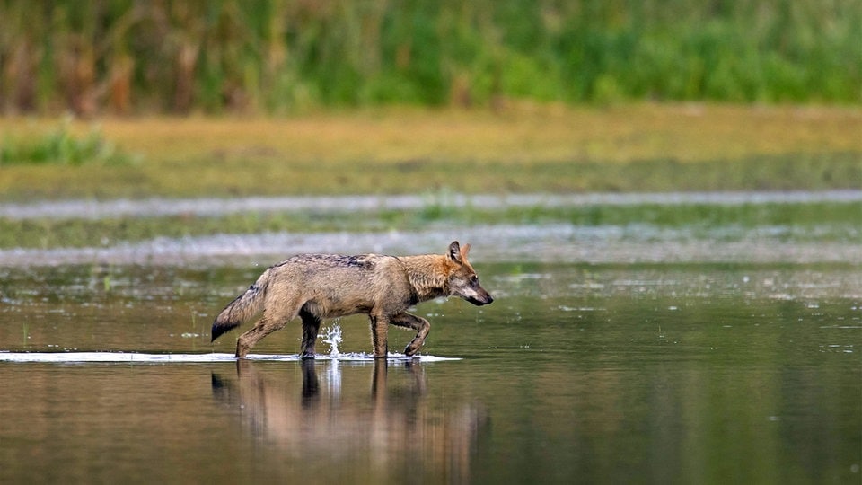 Der Wolf Muss Nicht Unser Freund Sein Und Dafur Braucht Er Platz Mdr De