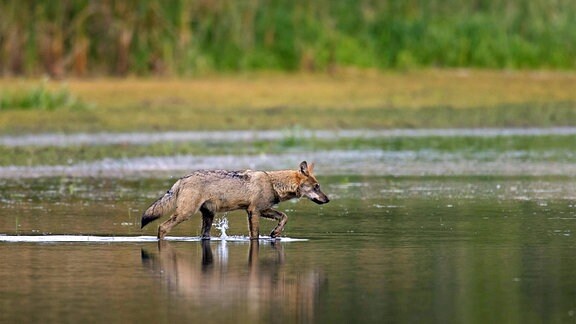 Wolf spaziert durch Wasser, Seitenansicht aus Distanz, Hintergrund Ufer unscharf mit Gras und Bäumen