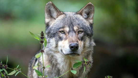 Porträt eines Wolfs mit erhabendem, freundlichen Blick. Große Ähnlichkeit zu Schäferhund oder Husky, grau-braunes Fell. Unten etwas grüne Bläter, Hintergrund unscharf Natur.
