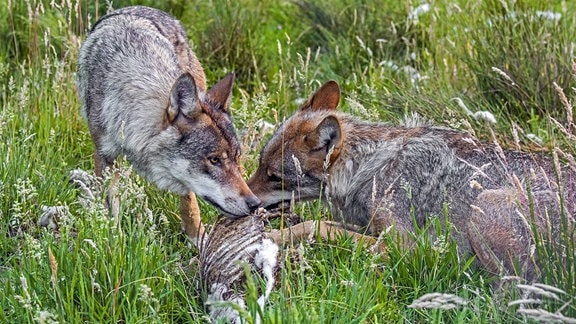 Zwei graue Wolfe fressen an einem Schafskadaver in hohen, grünen Gräsern. Man sieht die Rippen des toten Tiers.