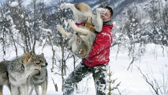 Ein Tierpfleger mit roter Jacke im Polarzoo mit viel Schnee ringsherum, tollt mit zahmen Wölfen im Schnee herum: Packt einen Wolf und hebt ihn freudig hoch.