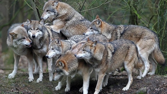 Im Natur- und Umweltpark in Güstrow ist am 10.02.2011 ein Rudel Wölfe unterwegs.
