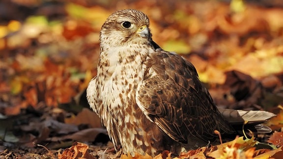 Würgfalke: Großer Vogel mit braun-weißem Gefieder, kleinem spitzen Schnabel und schwarzen Augen sitzt im bunten Herbstlaub (Hintergrund unscharf)