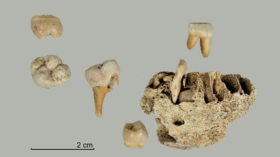 Bei Ausgrabungen an der Blätterhöhle in Hagen haben Archäologen menschliche Überreste aus der späten Altsteinzeit entdeckt. Dabei handelt es sich um ein Unterkieferfragment, Zähne und Zahnfragmente eines etwa sieben Jahre alten Kindes sowie den Zahn eines Erwachsenen.