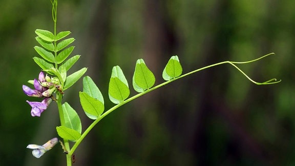 Zaunwicke (Vicia sepium), blühend