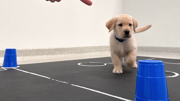 Ein Golden Retriever Welpe schaut auf einen blauen umgestülpten Becher, in dem sich ein Leckerli befindet. Im Fordergrund ist ein Arm zu sehen, der auf den Becher deutet. 