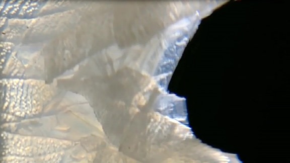 Zerstörung einer Arapaima-Schuppe unter dem Mikroskop