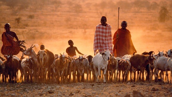 Erwachsene und Kinder bei einer Ziegenherde in einem savannenartigen Gebiet, Frontalaufnahme, abendliche, warme Lichtstimung