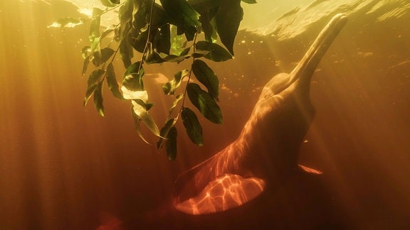 Unterwasser-Aufnahme eines Amazonas-Flussdelphins, der an einer Grünpflanze schwimmt. 