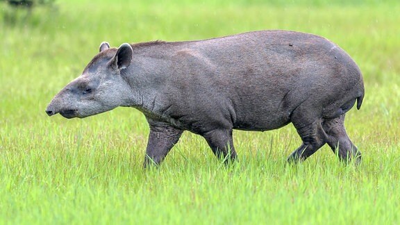 Ein Südamerikanischer Tapir läuft über eine Wiese. 