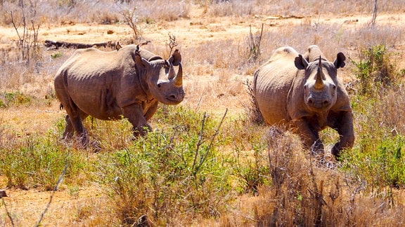 Zwei gefährdete Spitzmaulnashörner laufen durch die Steppe Kenias. 