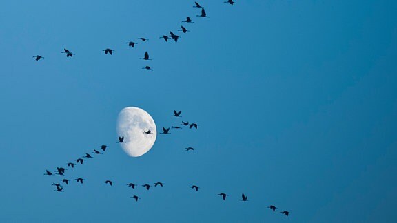 Zugvögel fliegen vor dem Mond am Himmel entlang.