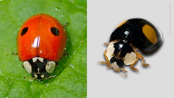 Links: Roter Zweipunkt-Marienkäfer (rot mit schwarzen Flecken), rechts: Schwarzer Zweipunkt-Marienkäfer (schwarz mit hellroten Flecken).