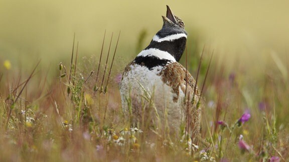 Nahaufnahme mit tiefenunscharfem Vorder- und Hintergrund: Vogel streckt mit offenem Schnabel Brust heraus 