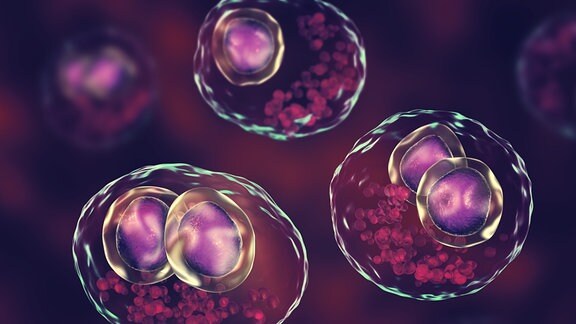 TU Dresden Ungewöhnliche Waffe gegen Viren entdeckt MDR.DE